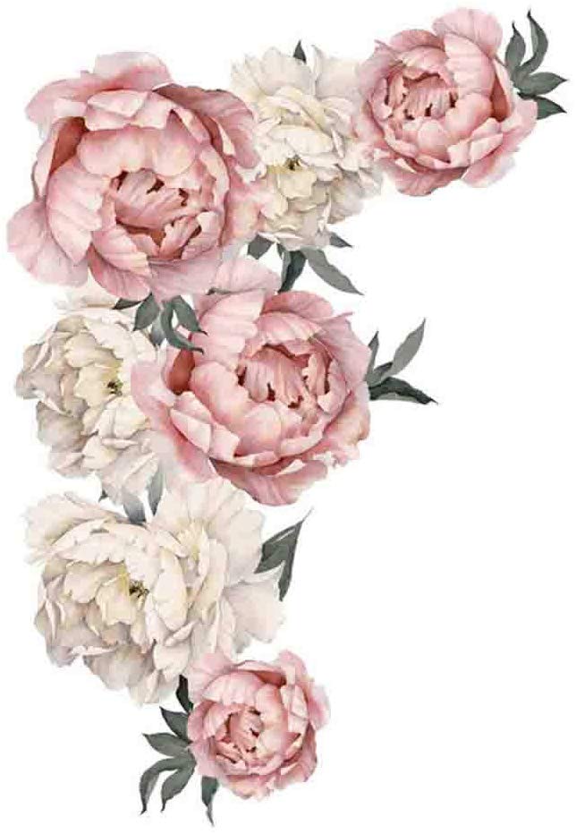 Pivoine Rose - HD Wallpaper 