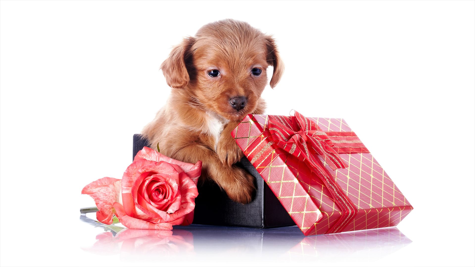 Cute Puppy With Rose And Gifts - Puppies And Gifts - HD Wallpaper 