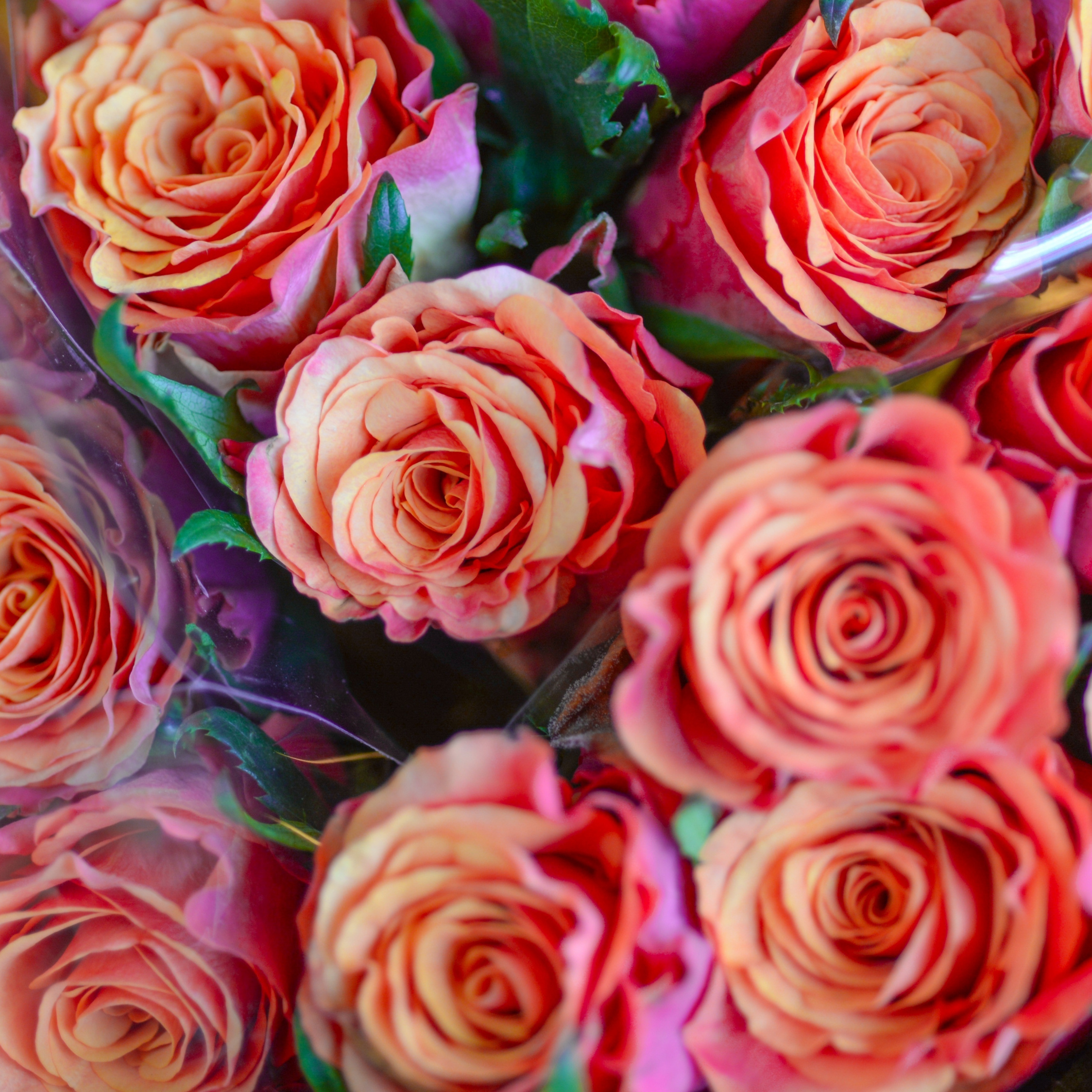 Bouquet, Red Roses, Flowers, Gift, Wallpaper - 9 August National Women's Day South Africa - HD Wallpaper 