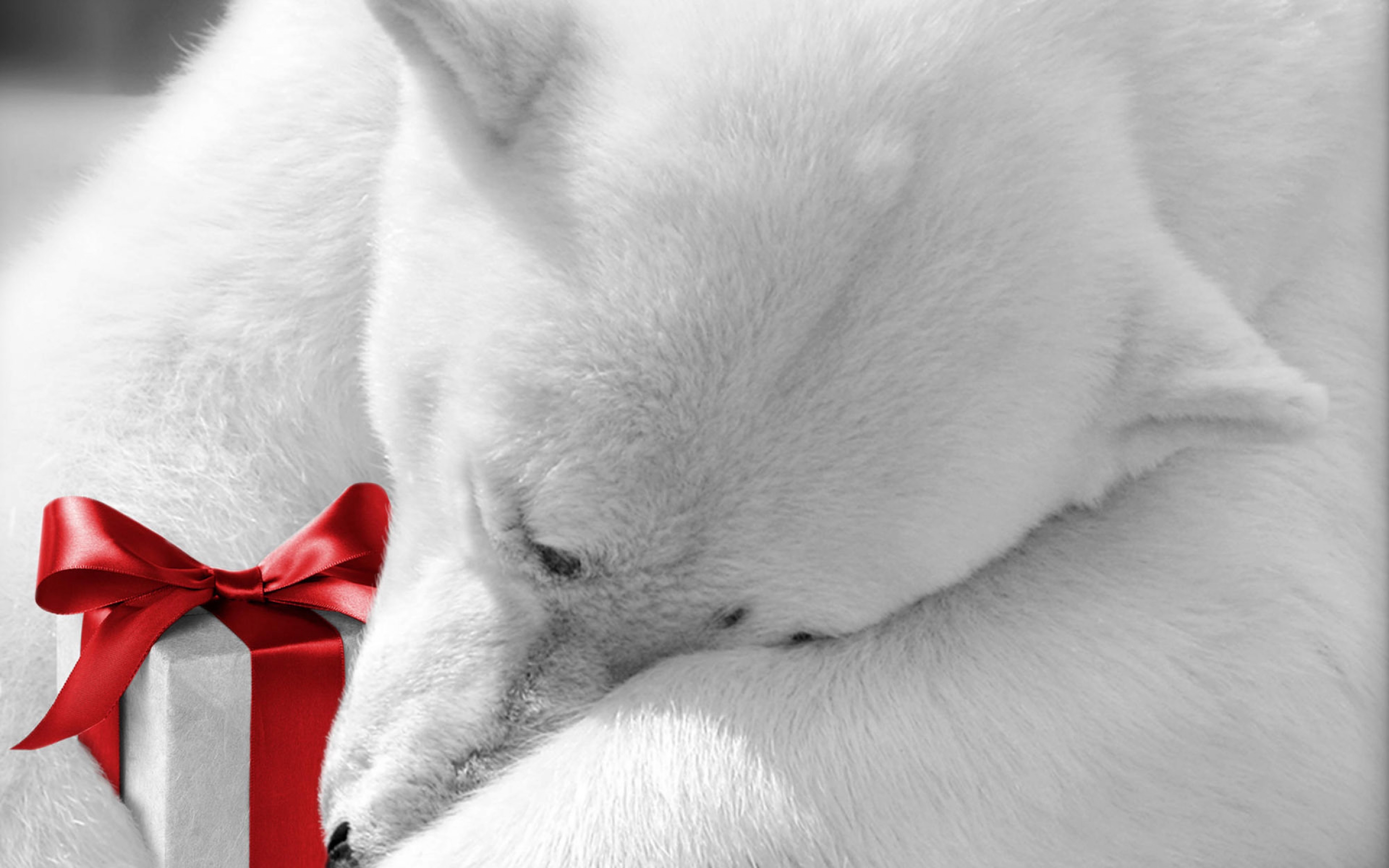 Polar Bear Christmas Gift - HD Wallpaper 