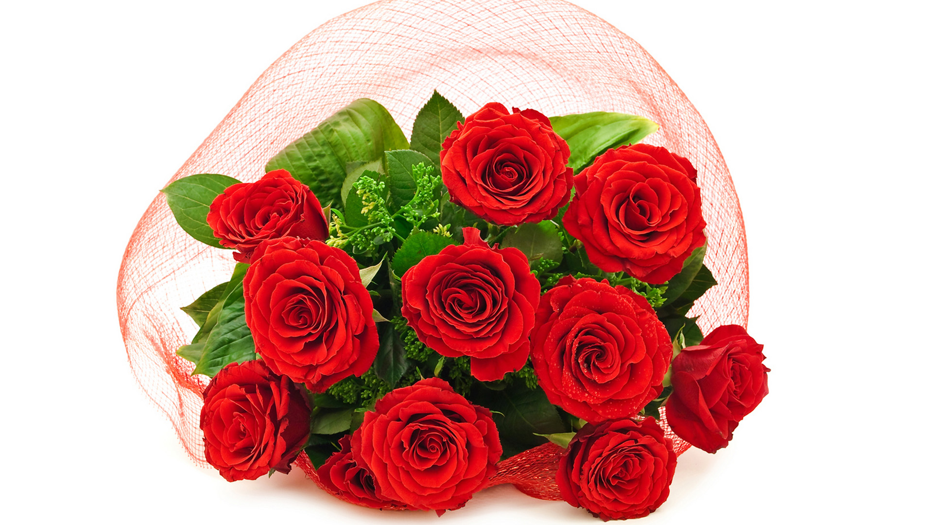 Red Roses Wallpaper - Nice Red Rose P - HD Wallpaper 