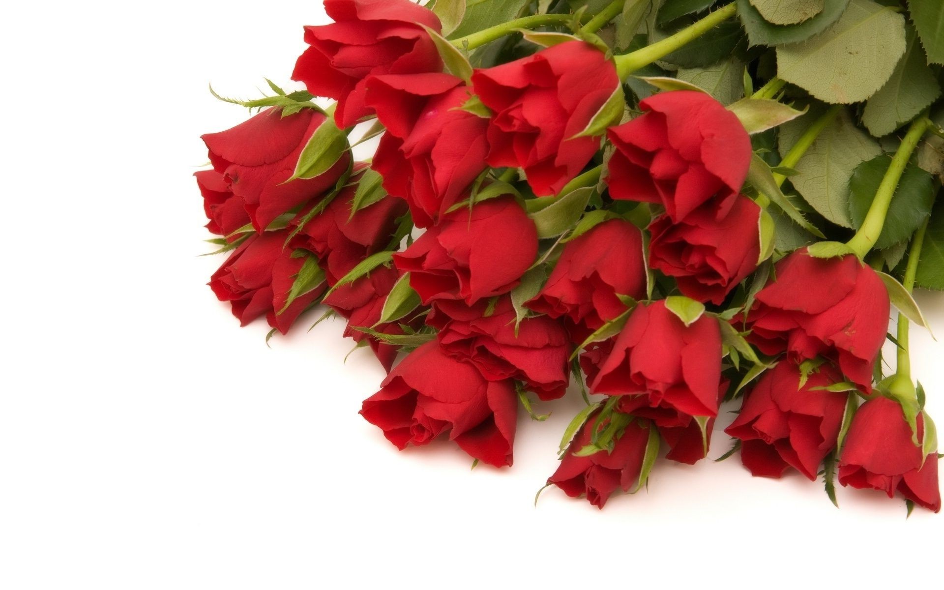 Rose Gift Love Romance Romantic Anniversary Flower - My Valentine White Roses - HD Wallpaper 