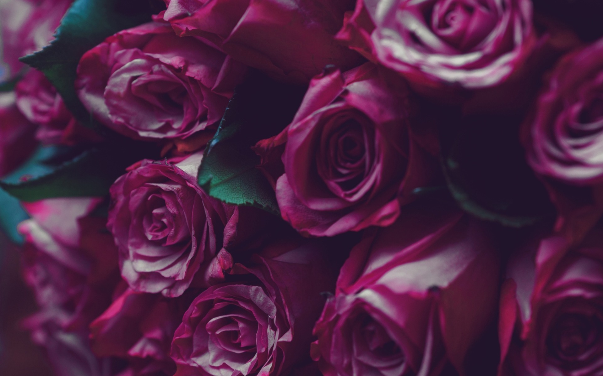Purple Roses, Beautiful Bouquet Of Roses, Gift, Floral - Mor Güller Duvar Kağıtları - HD Wallpaper 