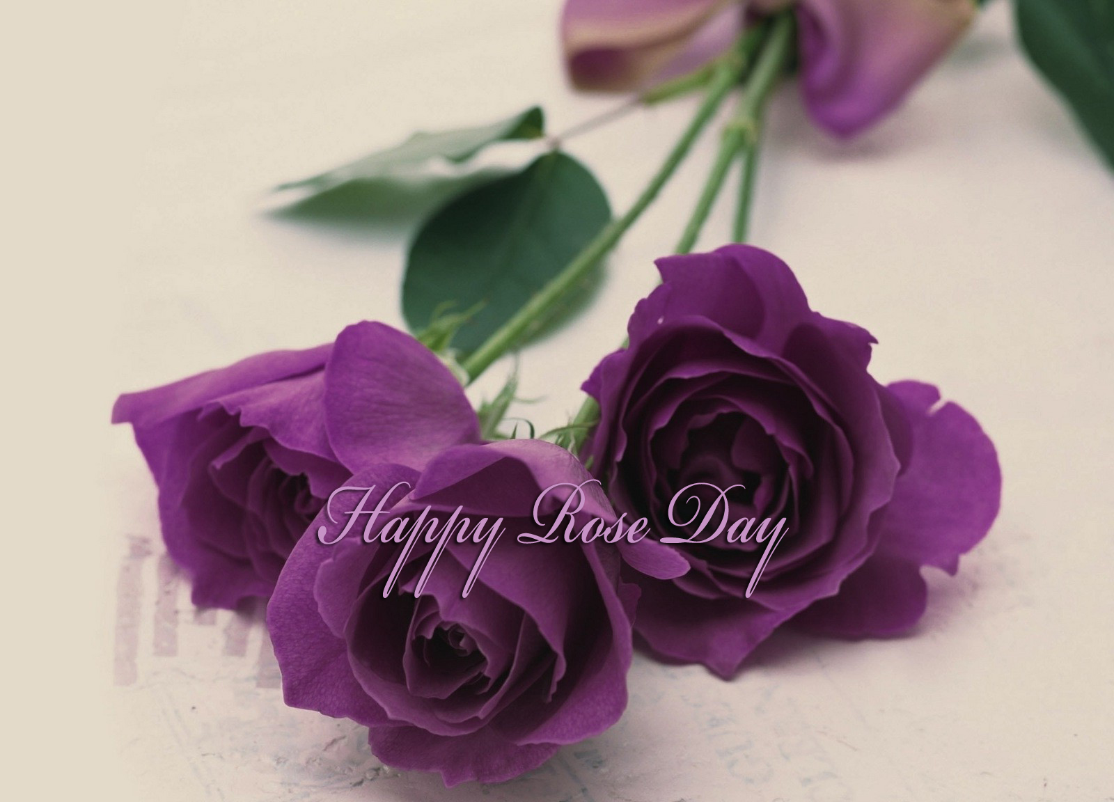 Rose Day Gift For Girlfriend Wallpaper - Purple Rose Flowers - HD Wallpaper 