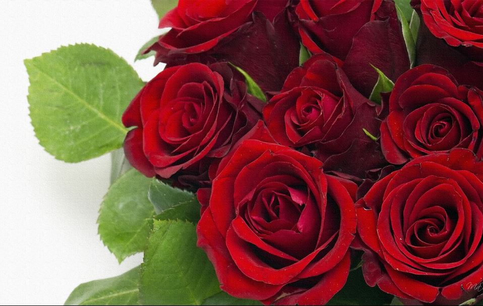 Hd Flower Wallpapers 1080p Rose - HD Wallpaper 