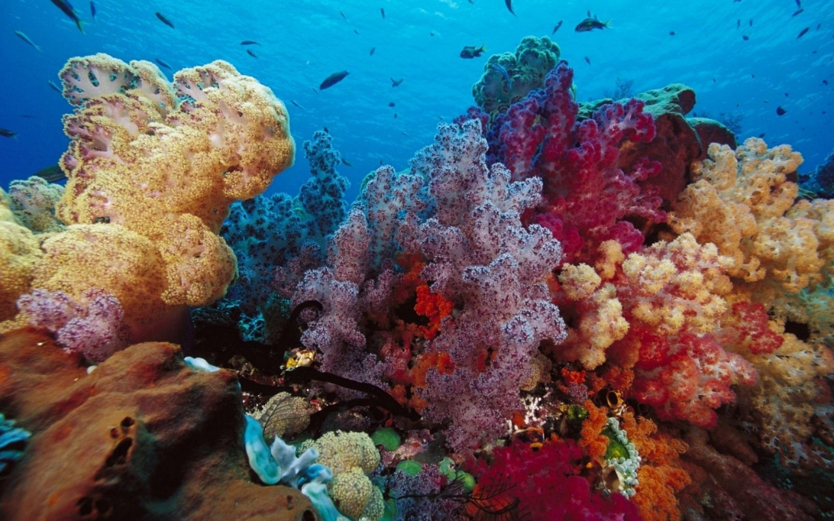 Underwater Coral Mac Backgrounds - HD Wallpaper 