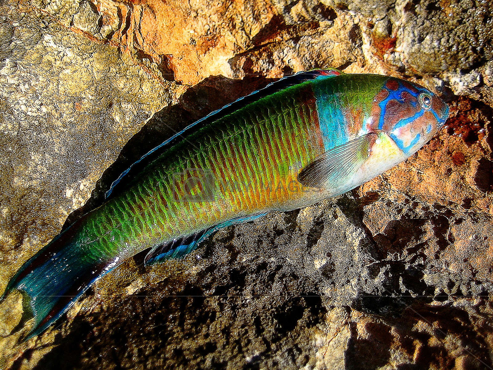 Colorful Coral Fish Macro Background Wallpaper By Bakalaerozz - Pomacentridae - HD Wallpaper 