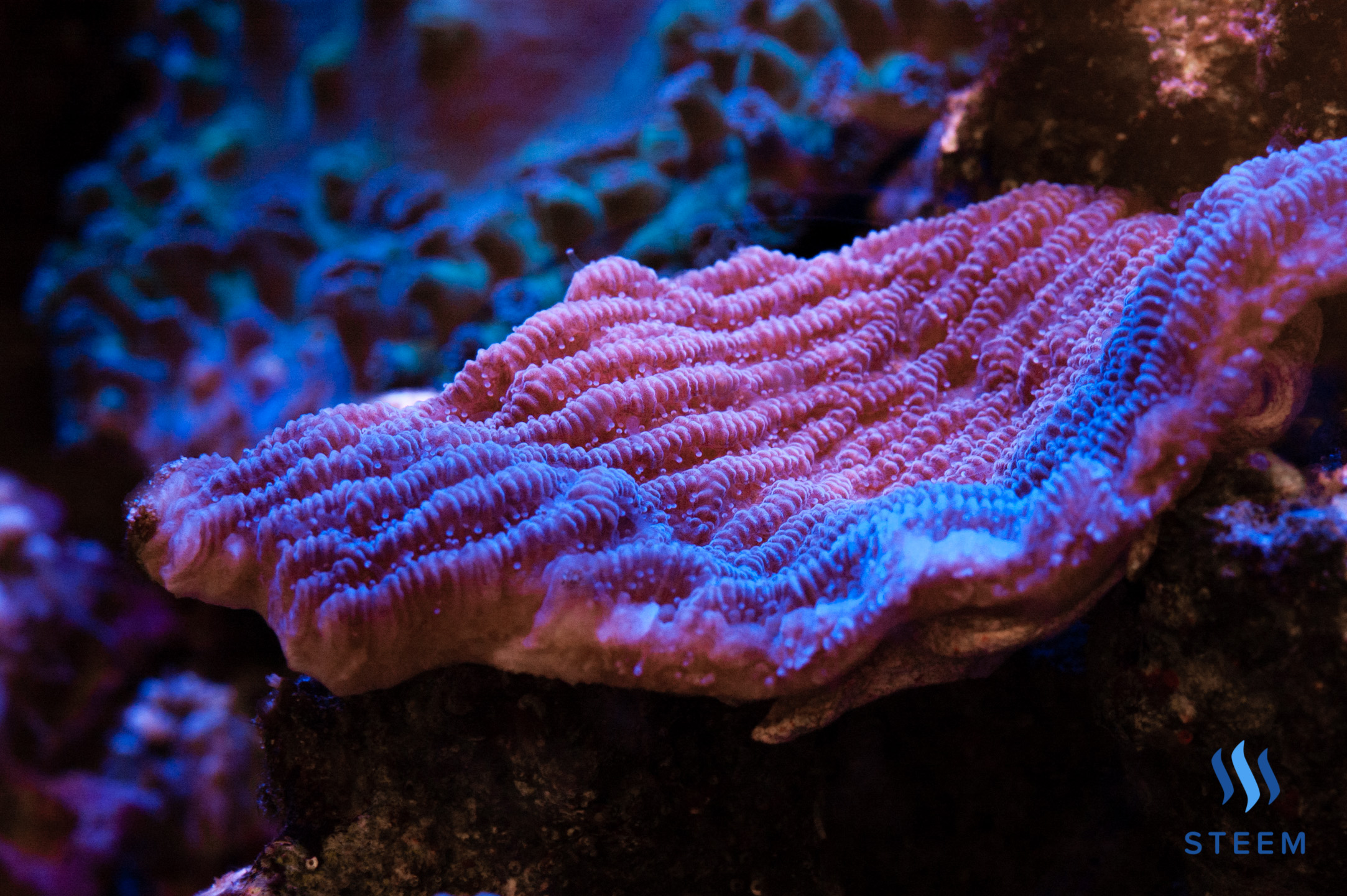 Dsc 2752-3 - Stony Coral - HD Wallpaper 