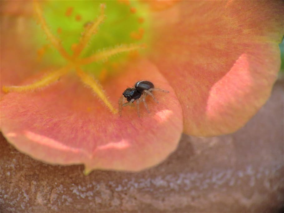 Insect, Spider, Tiny, Coral Color Flower, Green, Yellow, - Tiny Coral - HD Wallpaper 