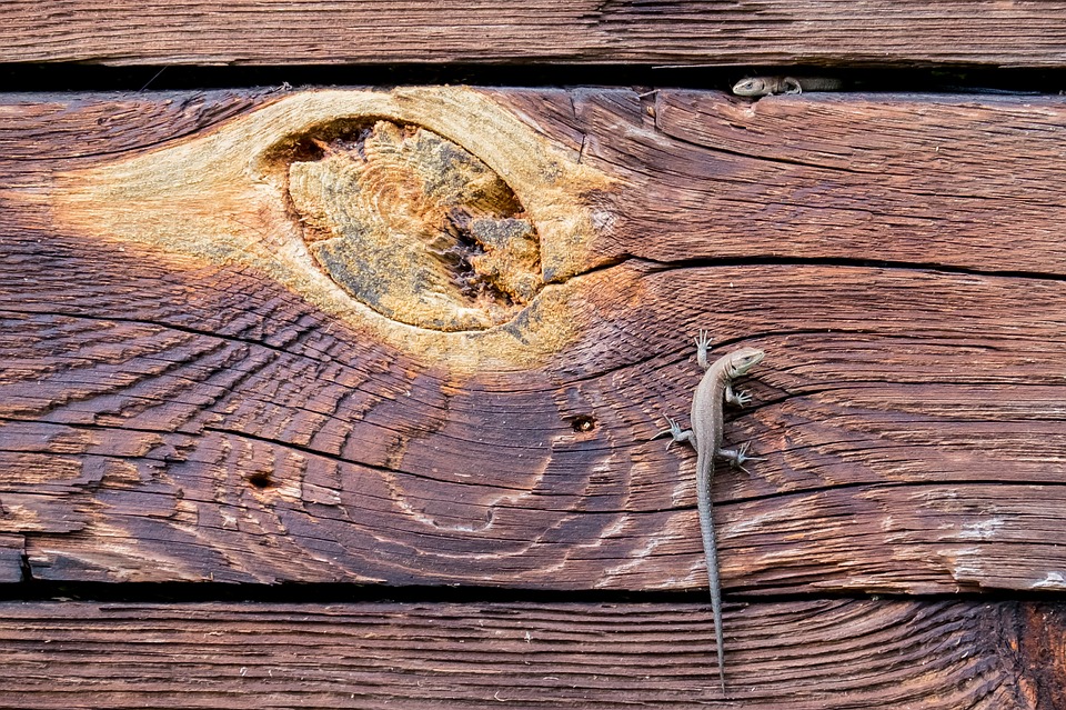 Arbol De Madera Lagarto - HD Wallpaper 