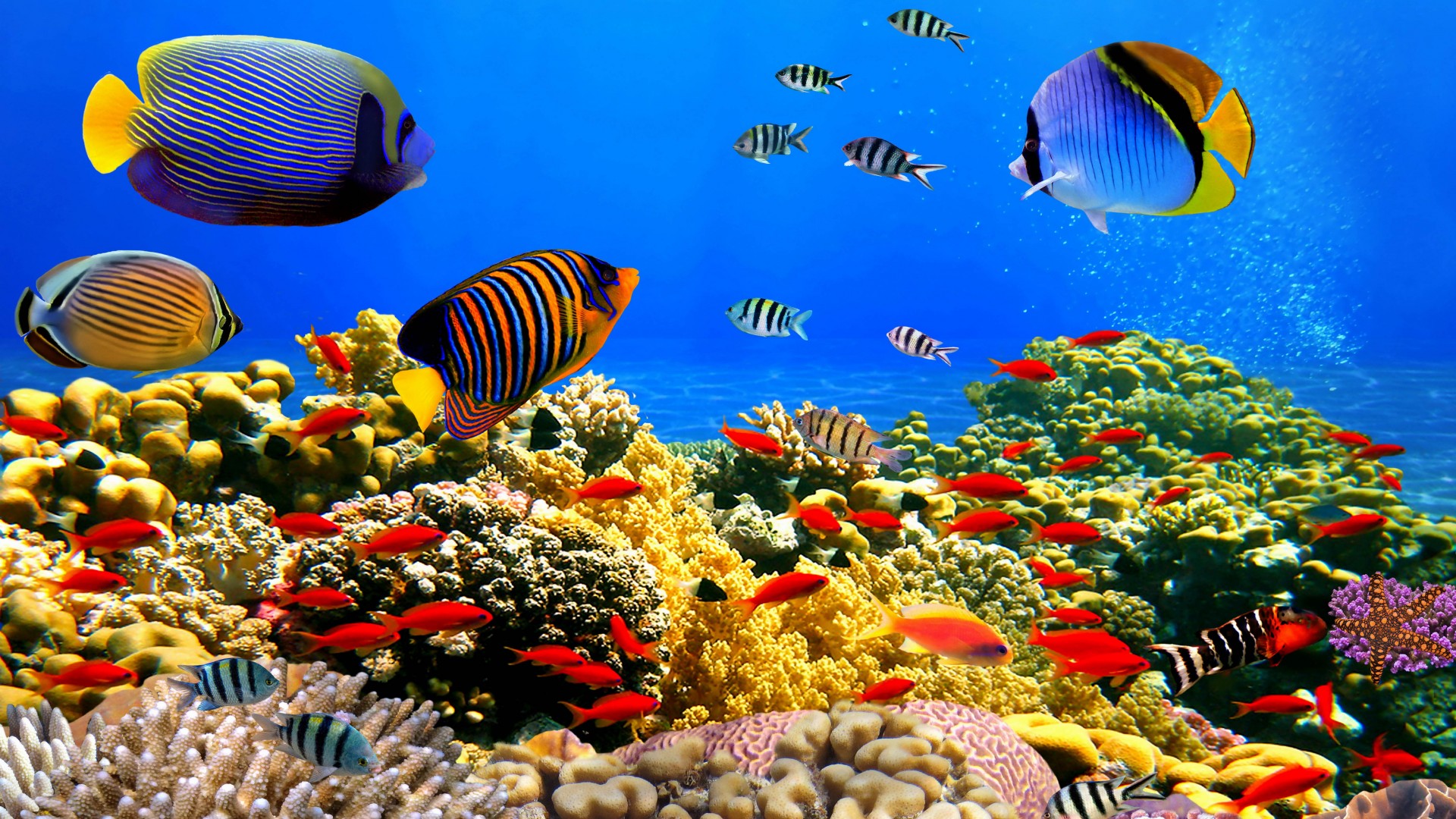 Colorful Underwater Fish Background - 1920x1080 Wallpaper 