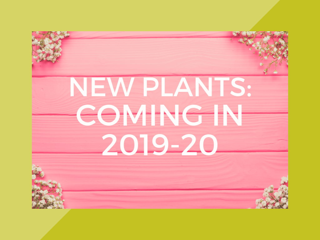 Brand Spanking New Plants - Paper - HD Wallpaper 