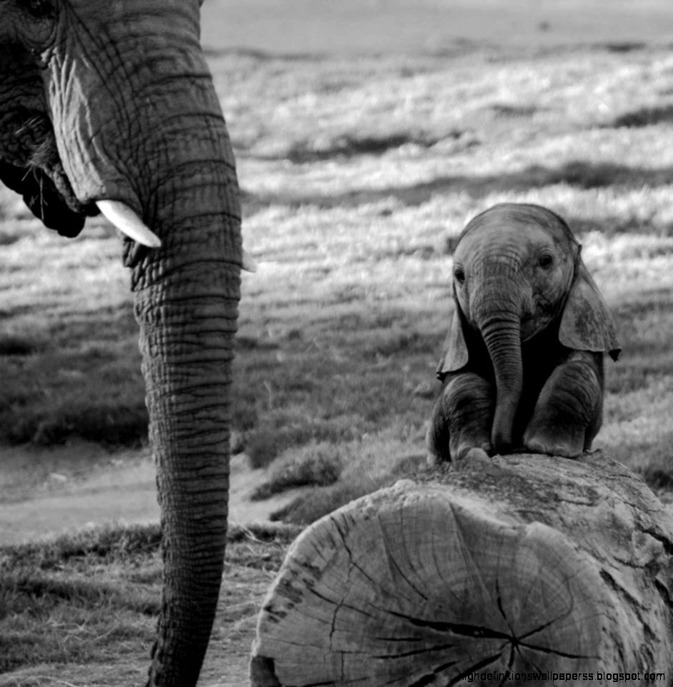 Black And White Photo Baby Elephant Wallpaper 11800 - Baby Elephant Aesthetic - HD Wallpaper 