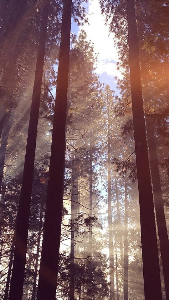 Nature, Trees, And Wallpaper Image - Iphone X Forest Wallpaper Hd - HD Wallpaper 