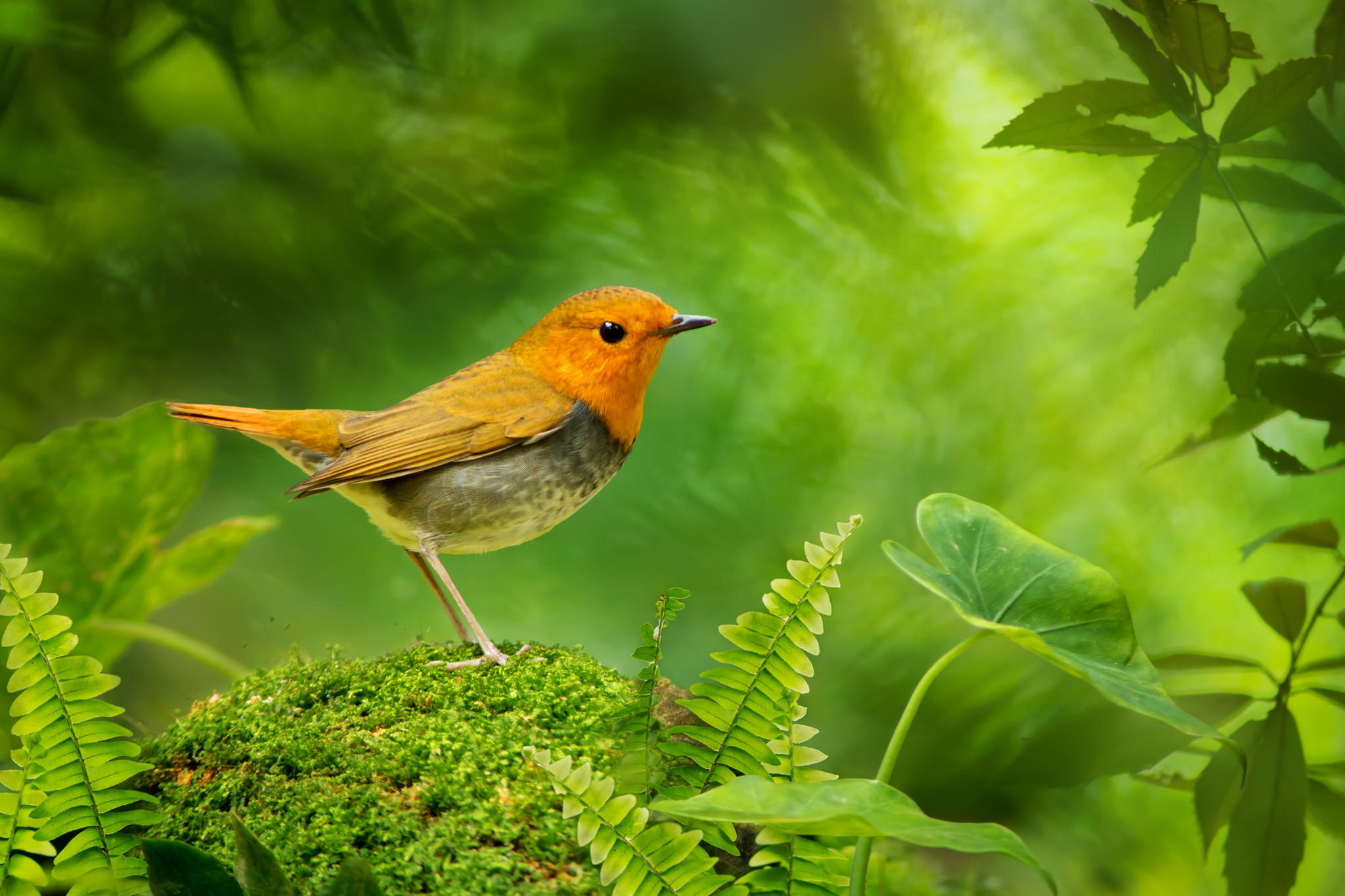 European Robin - HD Wallpaper 