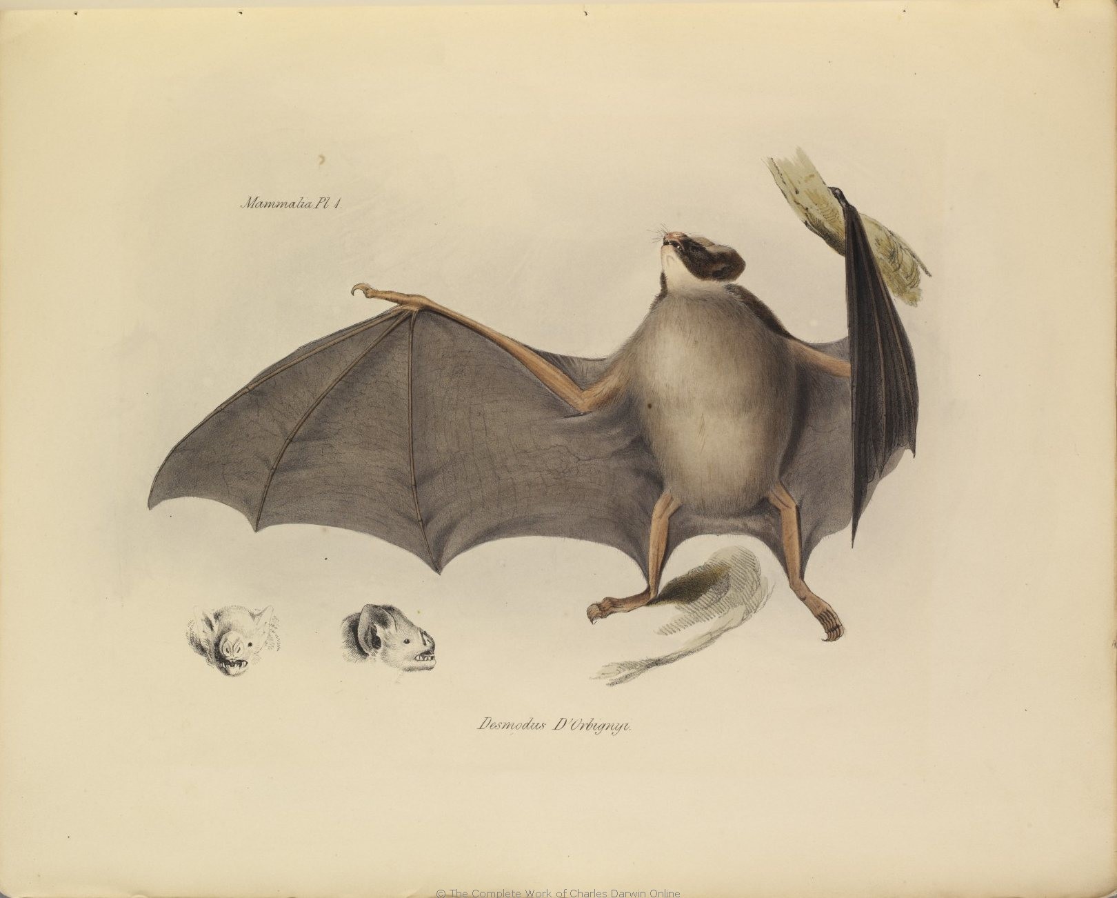 Darwin Illustration Voyage Beagle - HD Wallpaper 