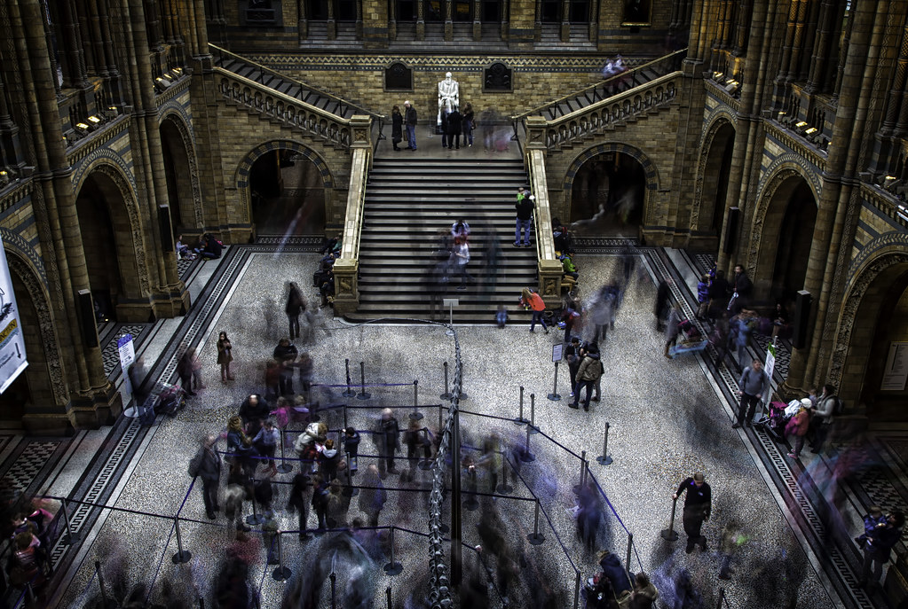 Natural History Museum - HD Wallpaper 