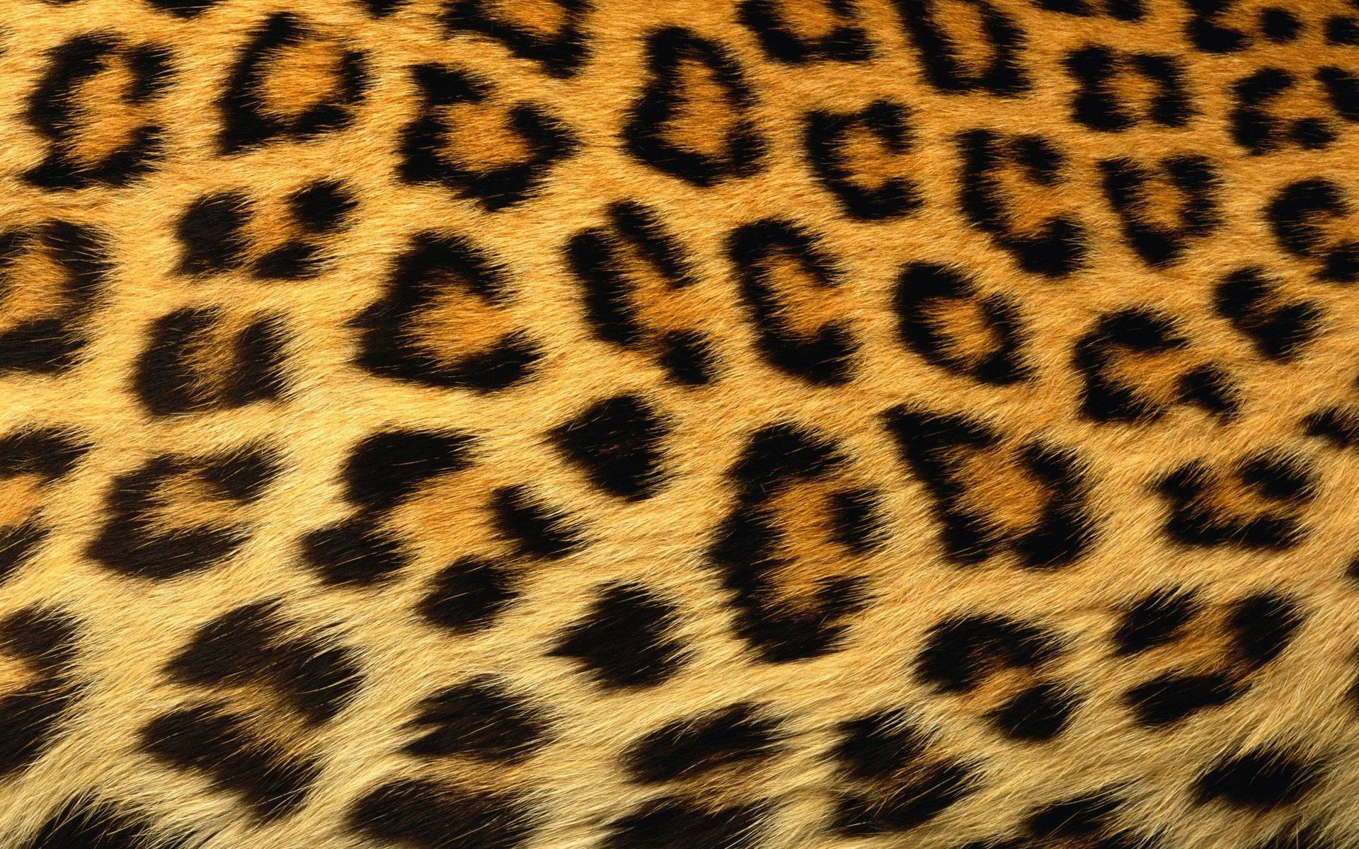 Leopard Print - HD Wallpaper 