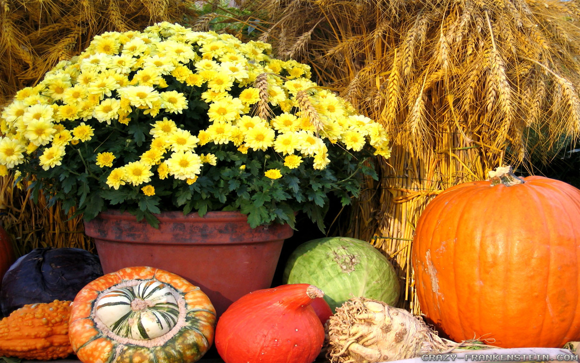 Chrysanths - HD Wallpaper 