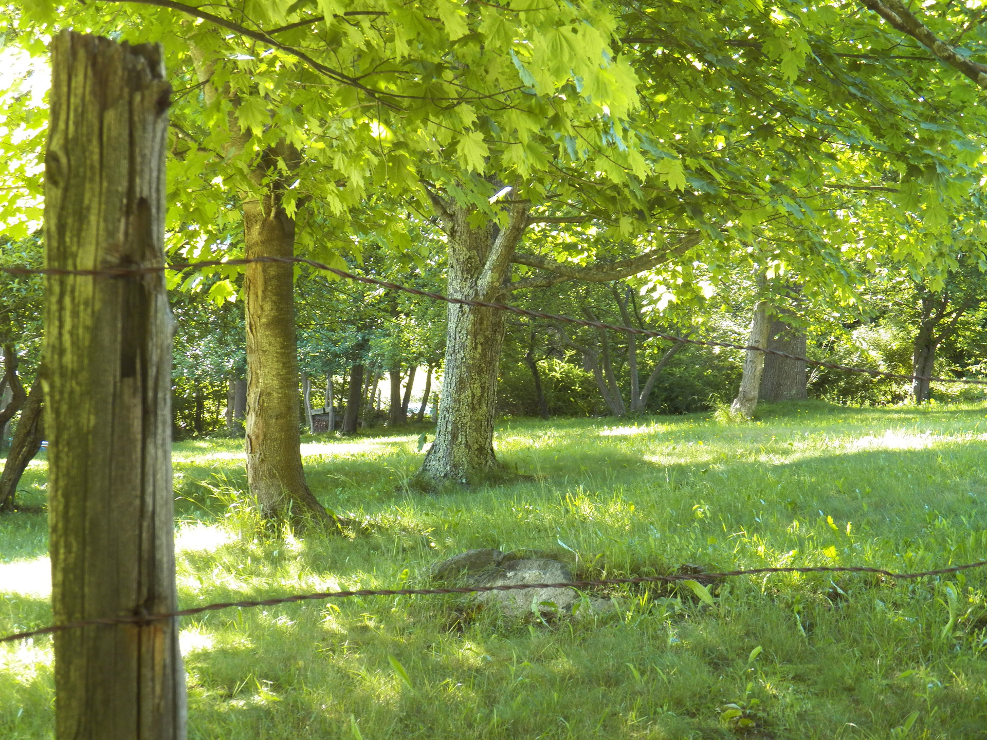 Country Fence Tree S Free Photo - Country Scene - HD Wallpaper 