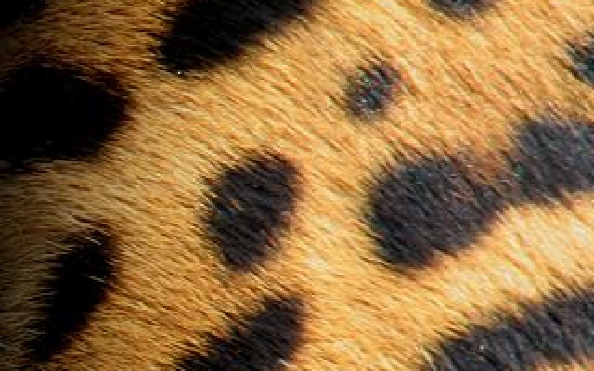 Hd Wallpapers Leopard Print Wallpaper Skin 1920x1200px - Leopard Background - HD Wallpaper 