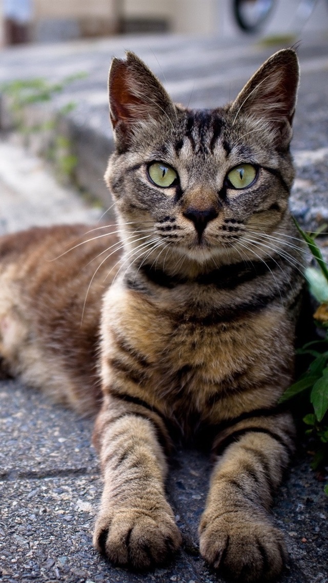 Iphone Wallpaper Gray Striped Cat At Roadside - Cat Wallpaper Iphone Gray Tabby - HD Wallpaper 