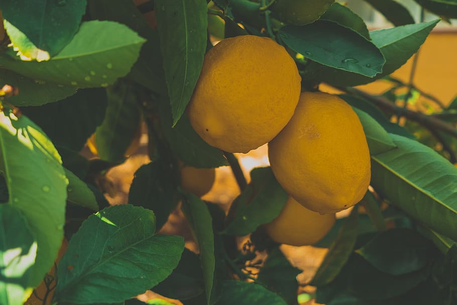 Citrus Fruit, Food, Plant, Orange, Lemon, Produce, - Fruit Tree - HD Wallpaper 