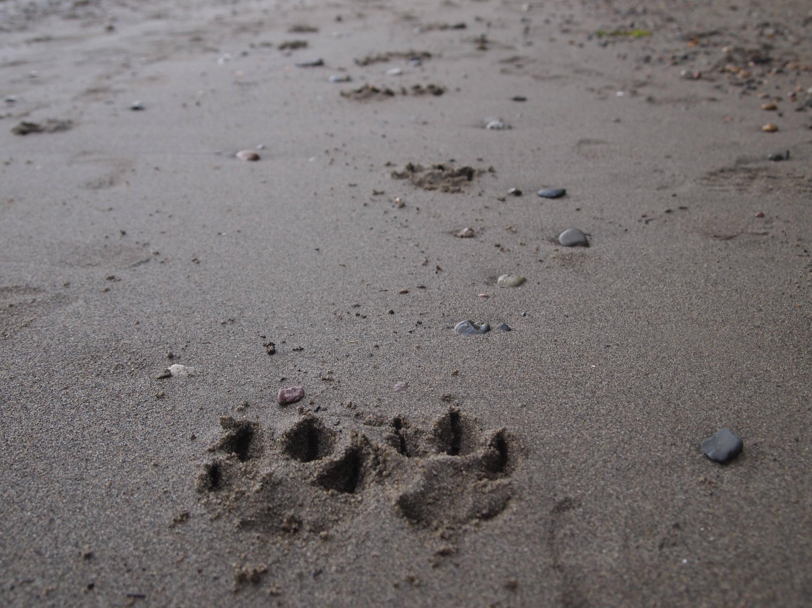Dog Paw Prints In The Pacific Northwest Wallpaper - Footprint - HD Wallpaper 