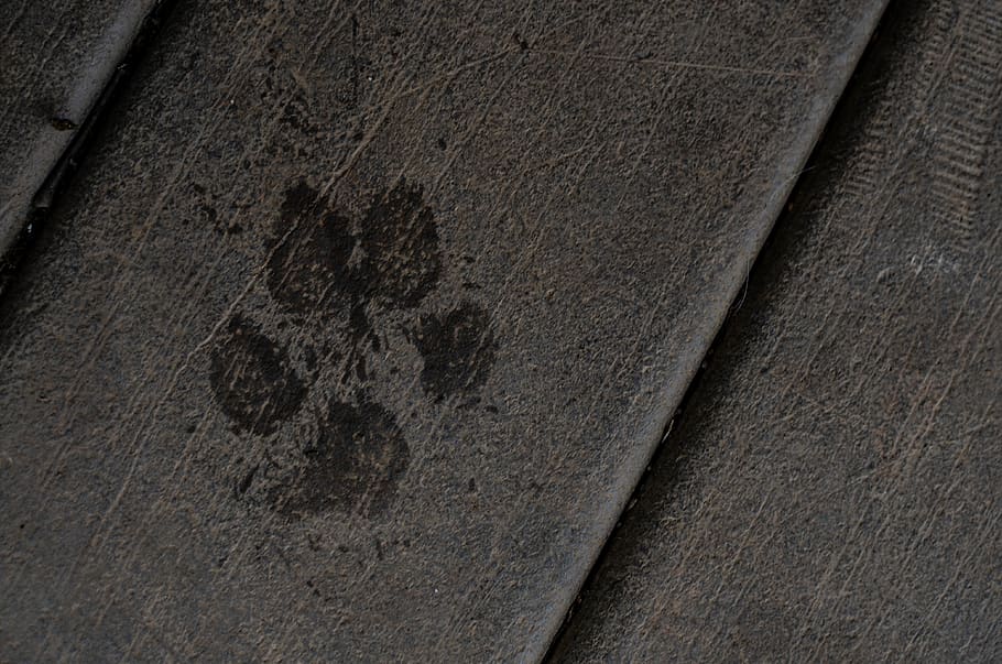 Dog, Pet, Paw, Print, Foot Print, Pawprint, Water, - Concrete - HD Wallpaper 