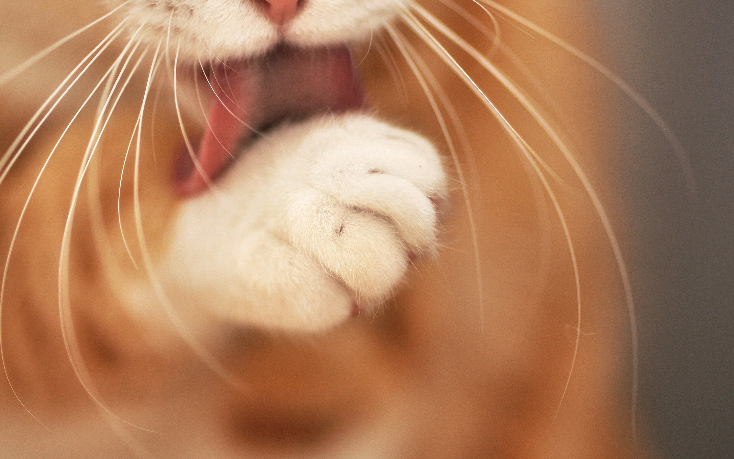 Cat Clean Paw - HD Wallpaper 