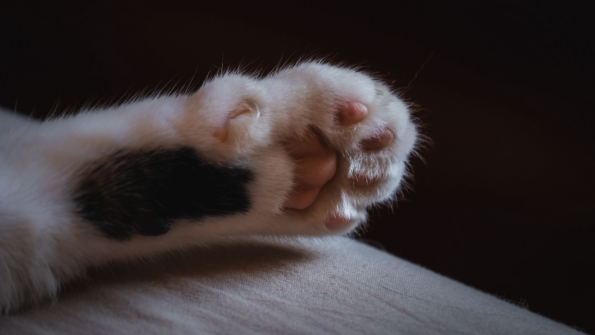 Wallpaper Cat, Paw, Claws, Wool - Cat Paw 4k - HD Wallpaper 