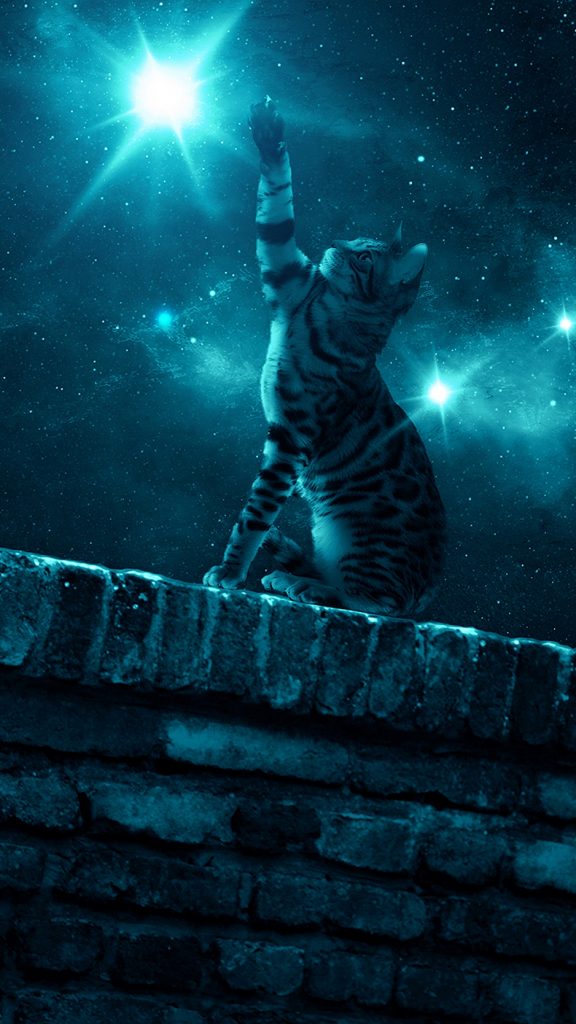 Night Sky Cat And Stars - HD Wallpaper 
