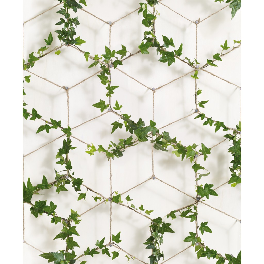 Papier Peint Lierre - HD Wallpaper 