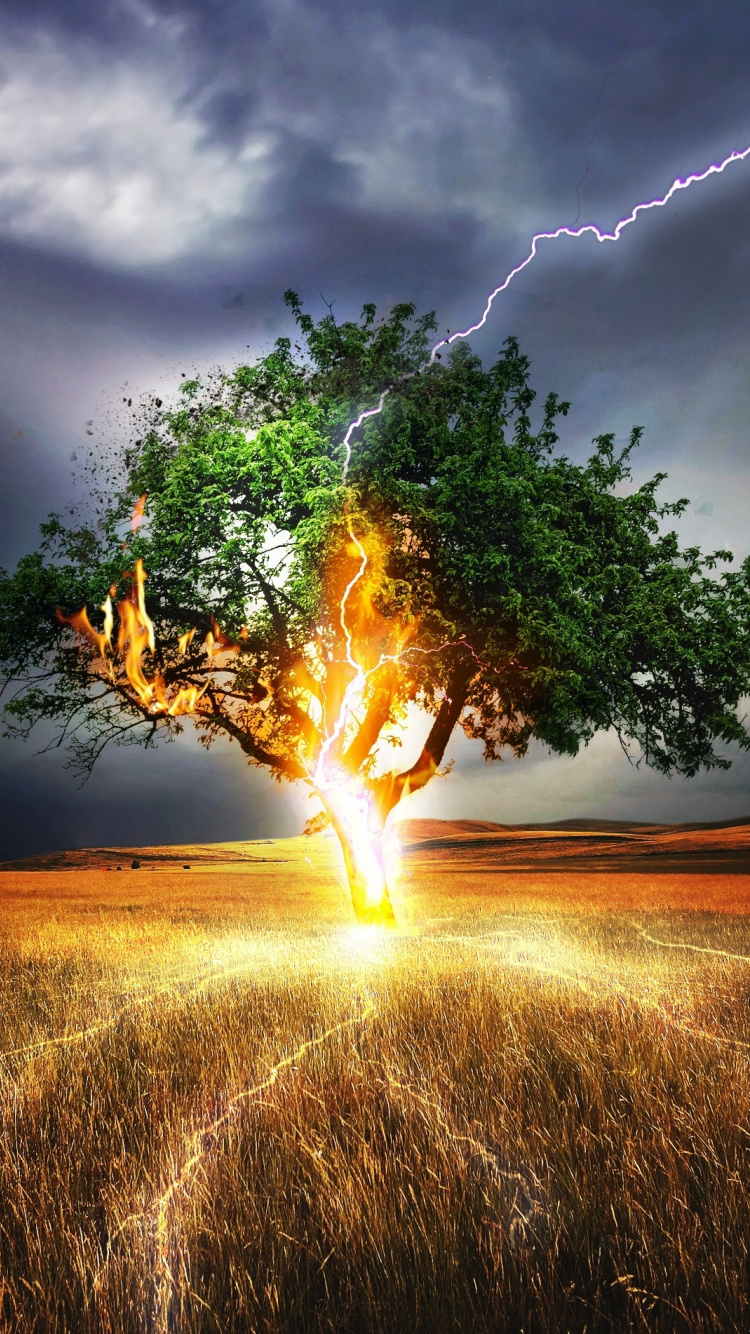 Lightning, Flash, Tree, Landscape, Storm, Wallpaper - Thunder Strike On Tree - HD Wallpaper 