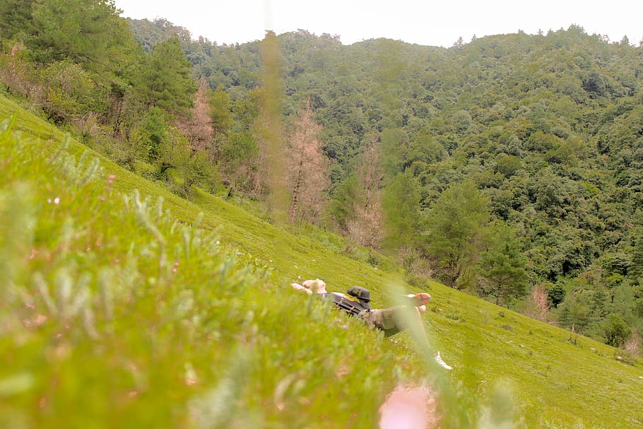 Forest, Traveller, Loner, Wanderer, Hill, Realxing, - Larch - HD Wallpaper 