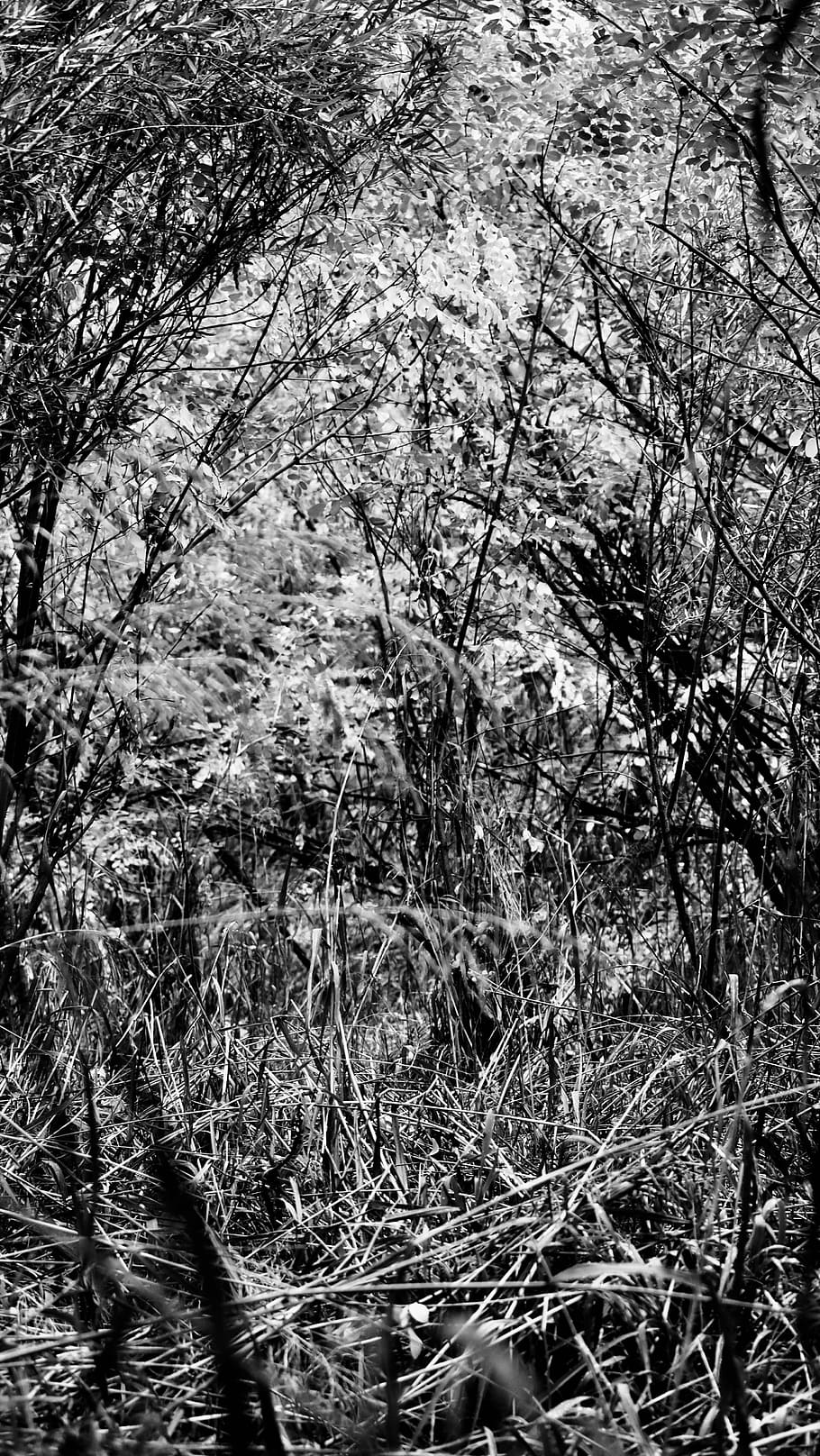 Twisted, Noise, Ever Wild, Everwildme, Believe Me, - Monochrome - HD Wallpaper 