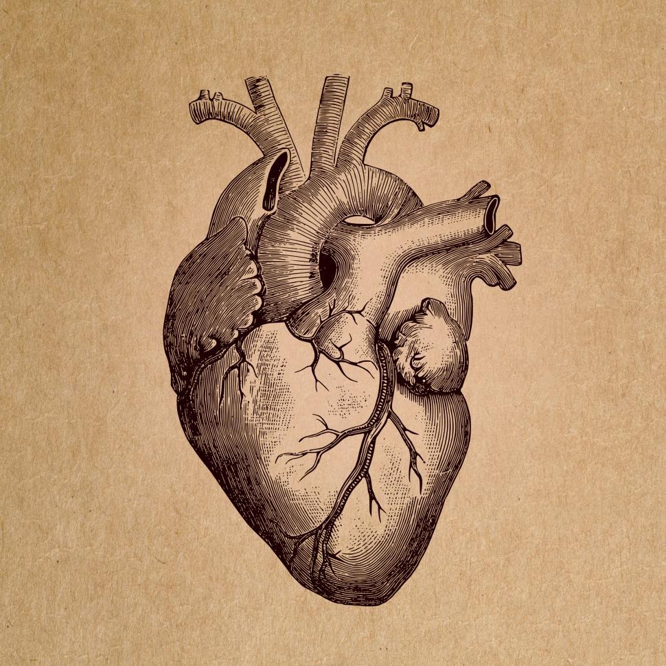 Human Heart Drawing Png - 970x970 Wallpaper Human Heart Drawing Png - 970x970 Wallpaper