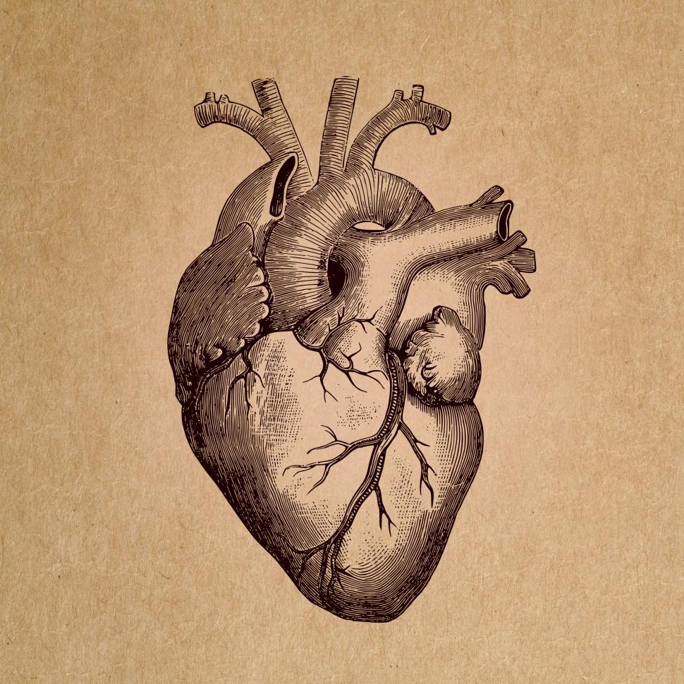 Human Heart Drawing Png - HD Wallpaper 