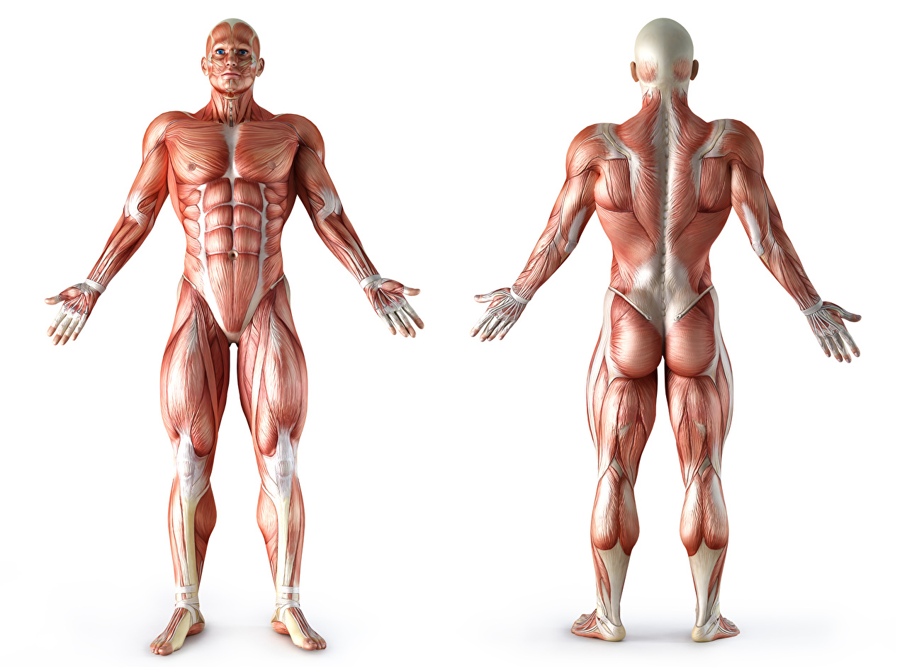 Human Body Muscles Png - HD Wallpaper 