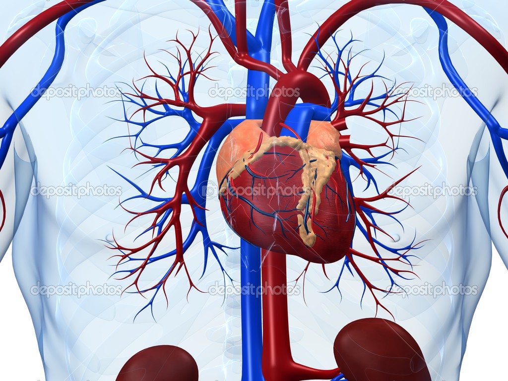 Human Heart Pictures Hd Wallpaper 3 - - Human Heart Images Hd - HD Wallpaper 
