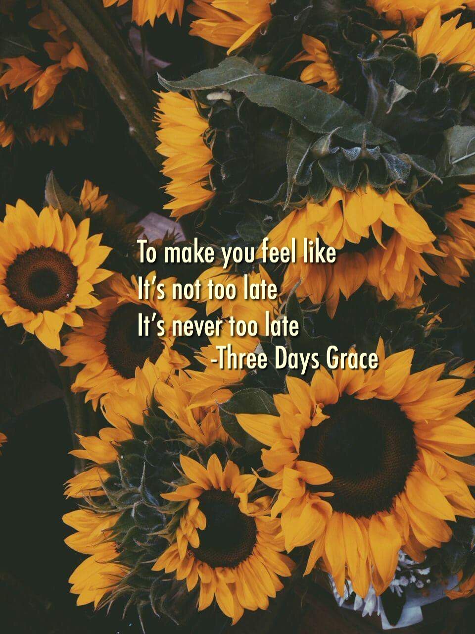 Stay Strong Sunflower - HD Wallpaper 