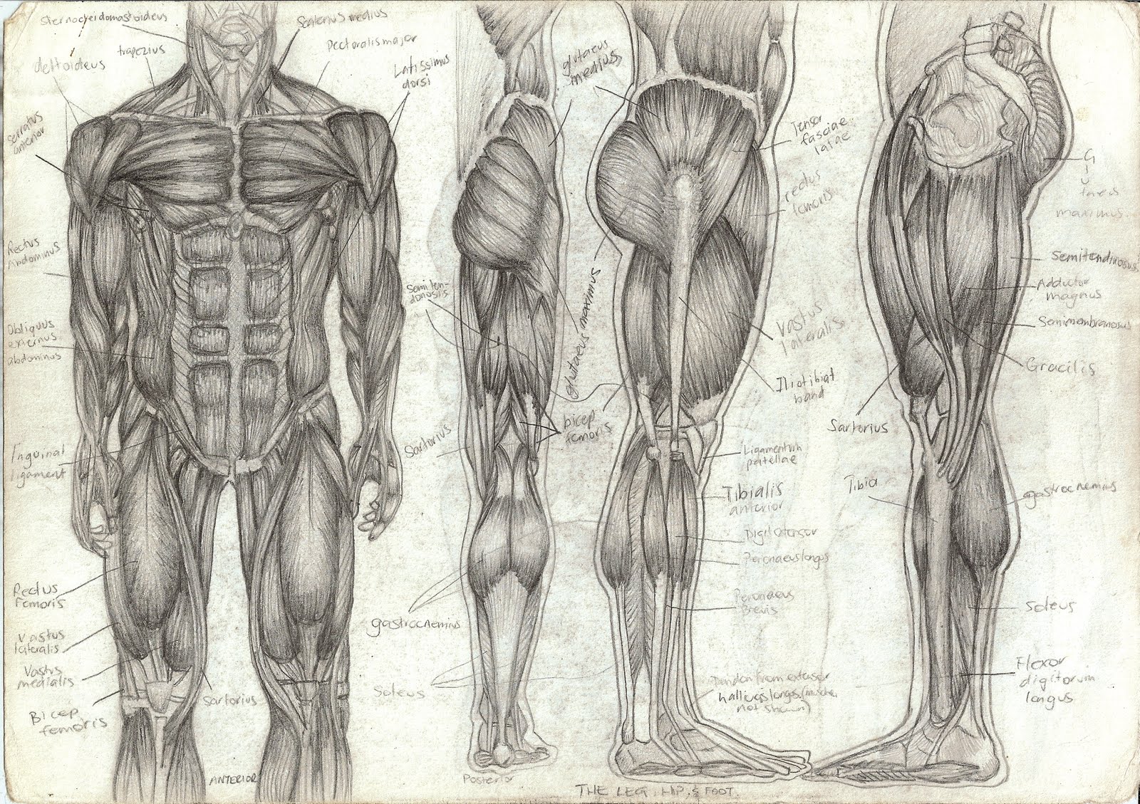 Tara Hale Illustration Human Anatomy - Human Body Muscle Drawing -  1600x1129 Wallpaper 