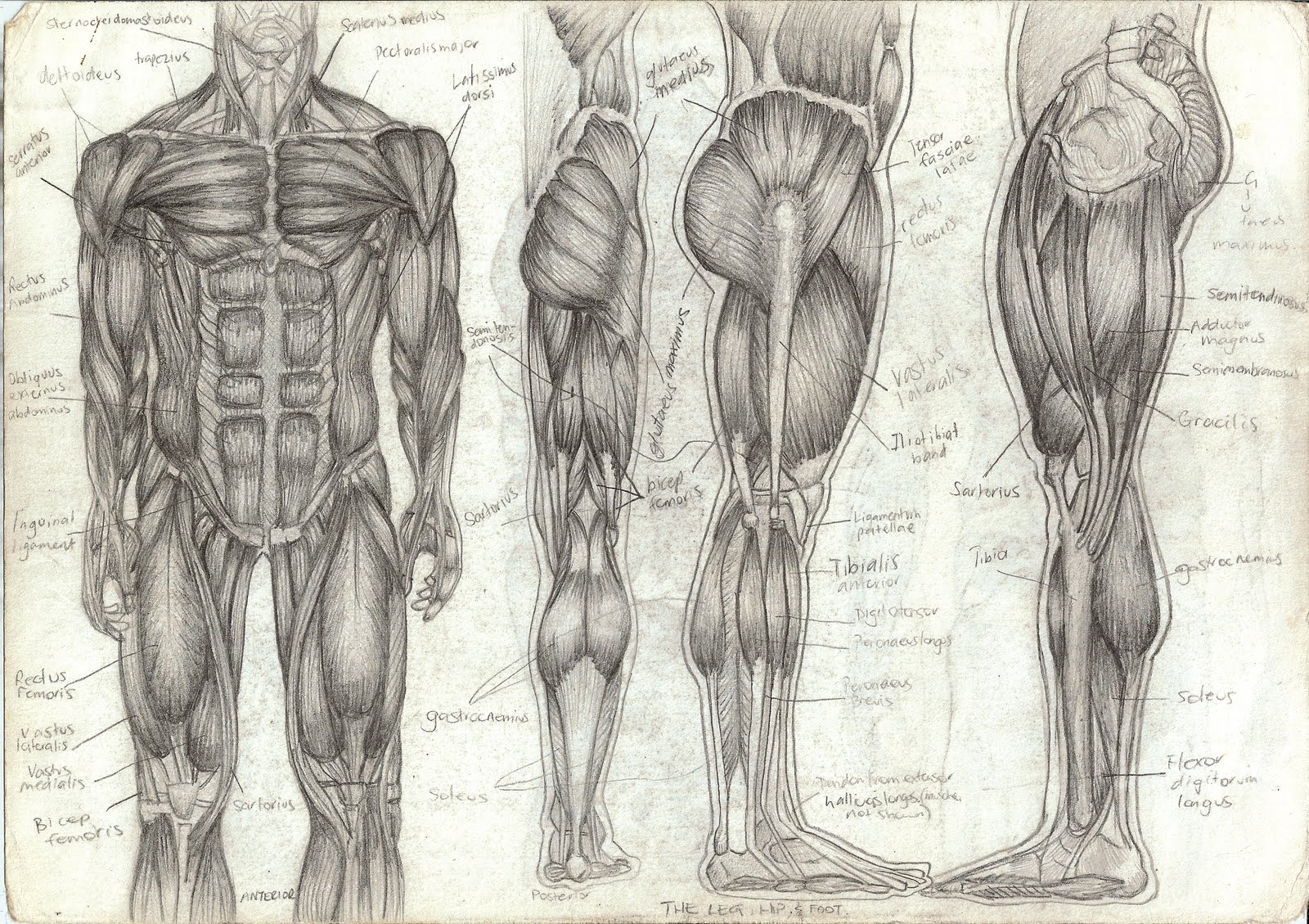 Tara Hale Illustration Human Anatomy - Human Body Muscle Drawing - HD Wallpaper 