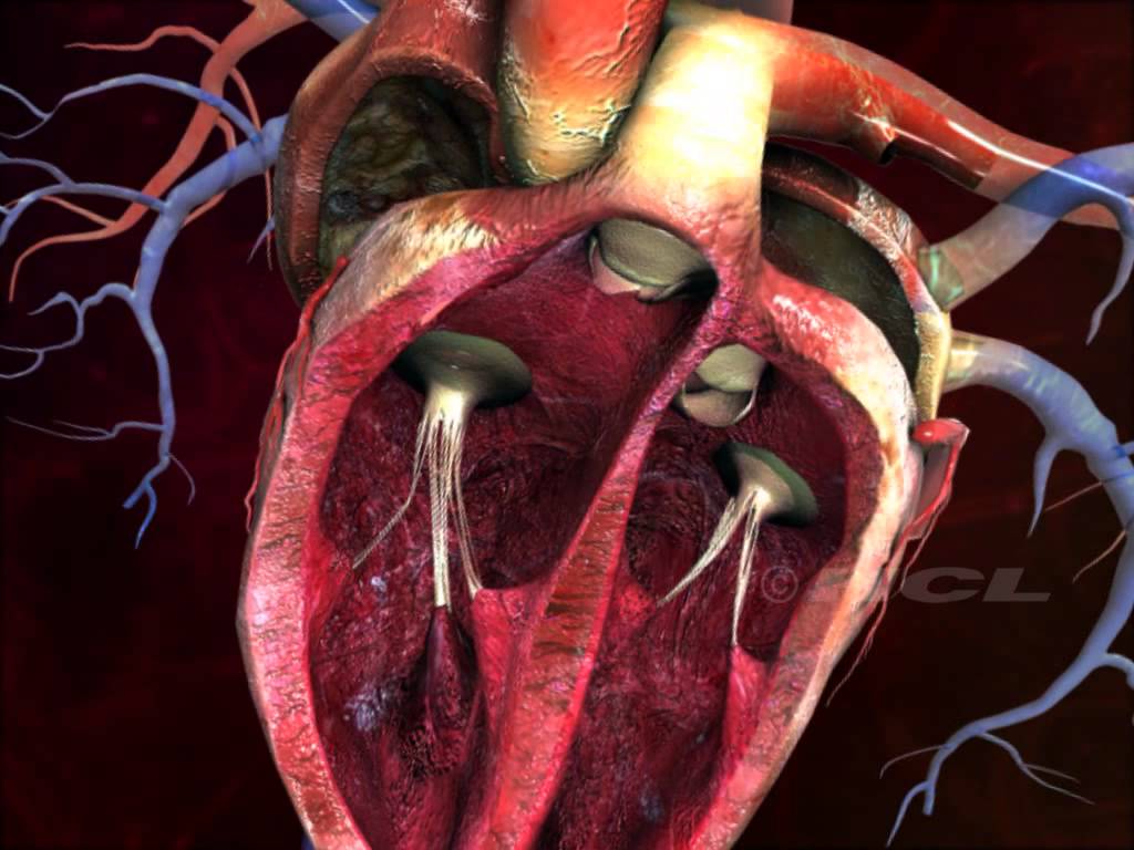 Real Internal Structure Of Heart - HD Wallpaper 