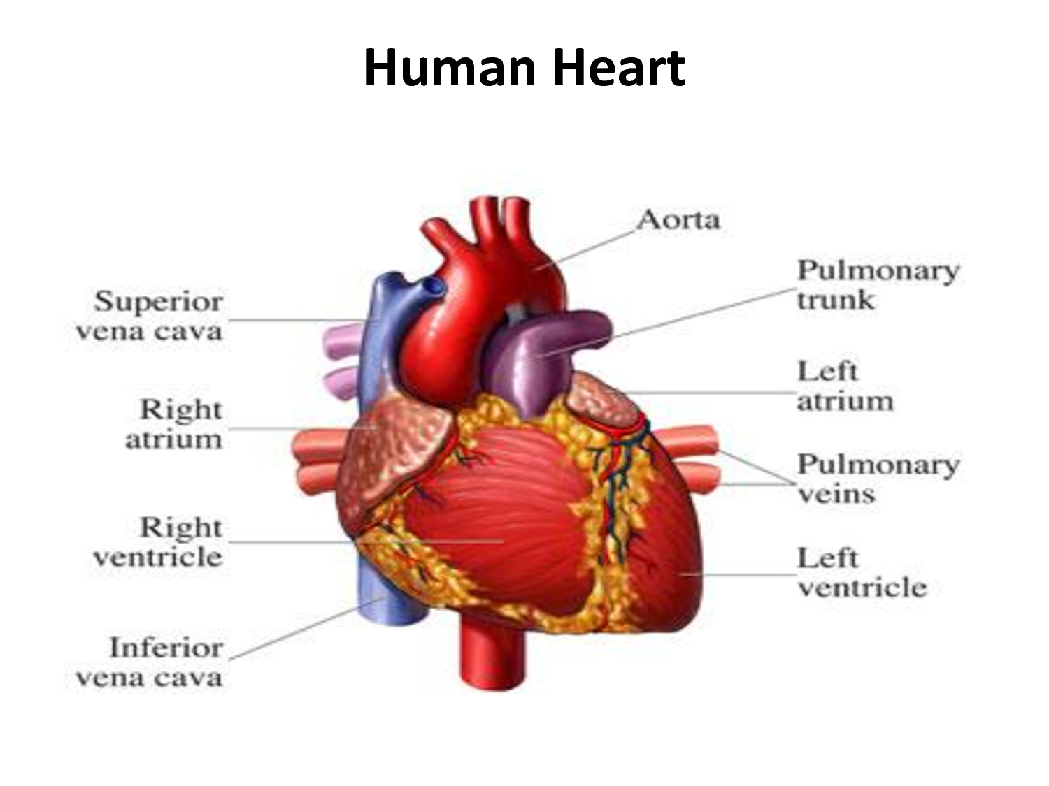 The Human Heart - Human Heart Parts Name - HD Wallpaper 