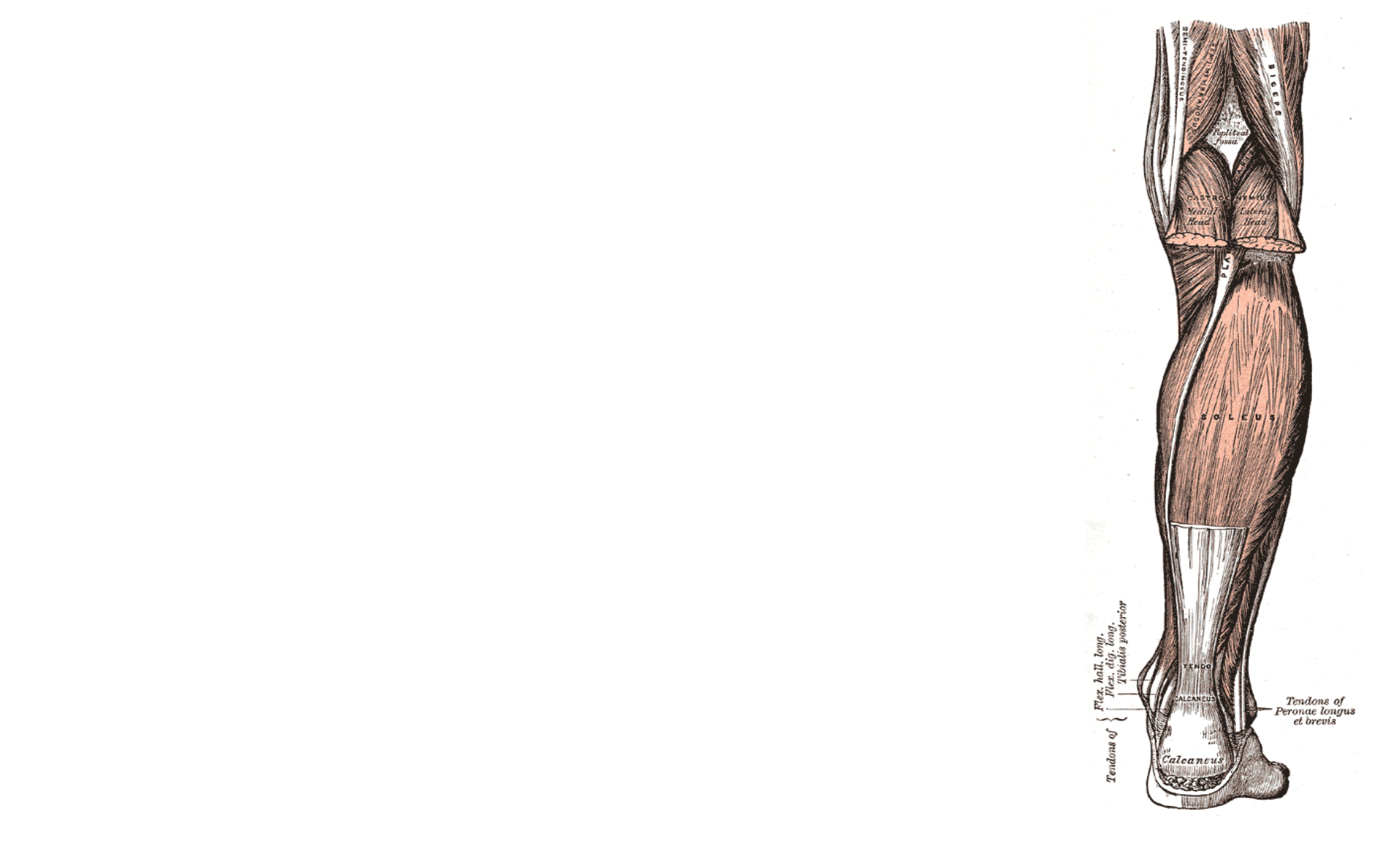 Tibial Nerve - HD Wallpaper 