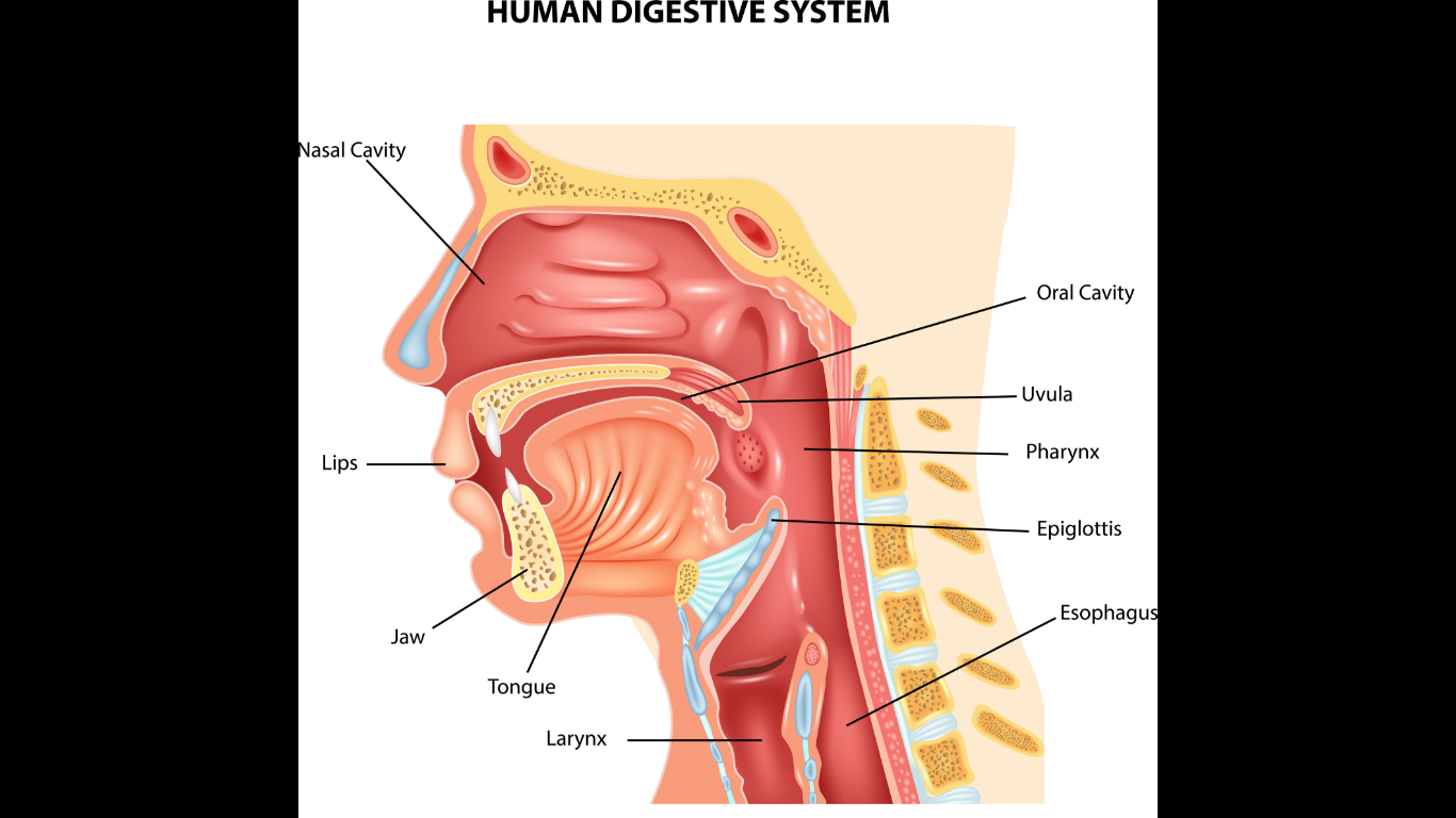 Human Digestive System Anatomy Images Medical Pictures - Anatomia Vias Aereas Superiores - HD Wallpaper 