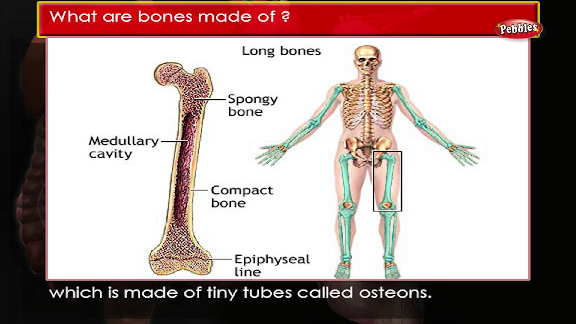 1920x1080, Anatomy Of Body Parts Diagram Of Human Body - Parts Of Bones In Human  Body - 1920x1080 Wallpaper 