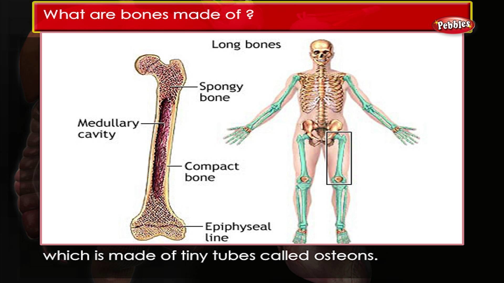 1920x1080, Anatomy Of Body Parts Diagram Of Human Body - Parts Of Bones