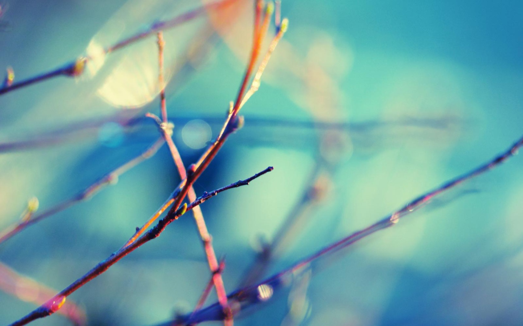 1680x1050px Nature Macro Browser Themes & Desktop Wall - HD Wallpaper 